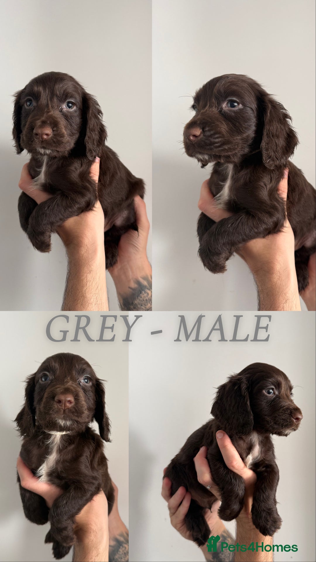 Sprocker dogs for sale: Sprocker puppies ready next week !  - Image 2