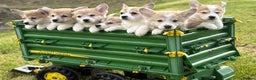 Welsh Corgi Pembroke dogs for sale: Outstanding Pembrokeshire Corgi Puppies  - Advert 17