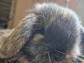 Mini Lion Lop rabbits Mini lops ready ** - Advert 19