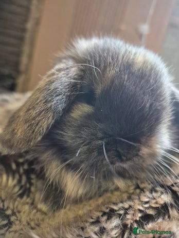 Mini Lion Lop rabbits Mini lops ready ** - Advert 4