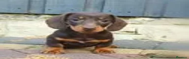 Miniature Dachshund 2