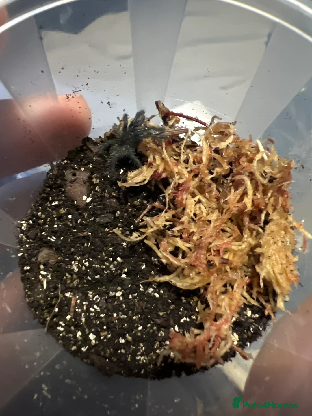 Tarantulas invertebrates for sale: Cyriopagopoeus minax (THAI BLACK) 1cm slings   - Advert 2