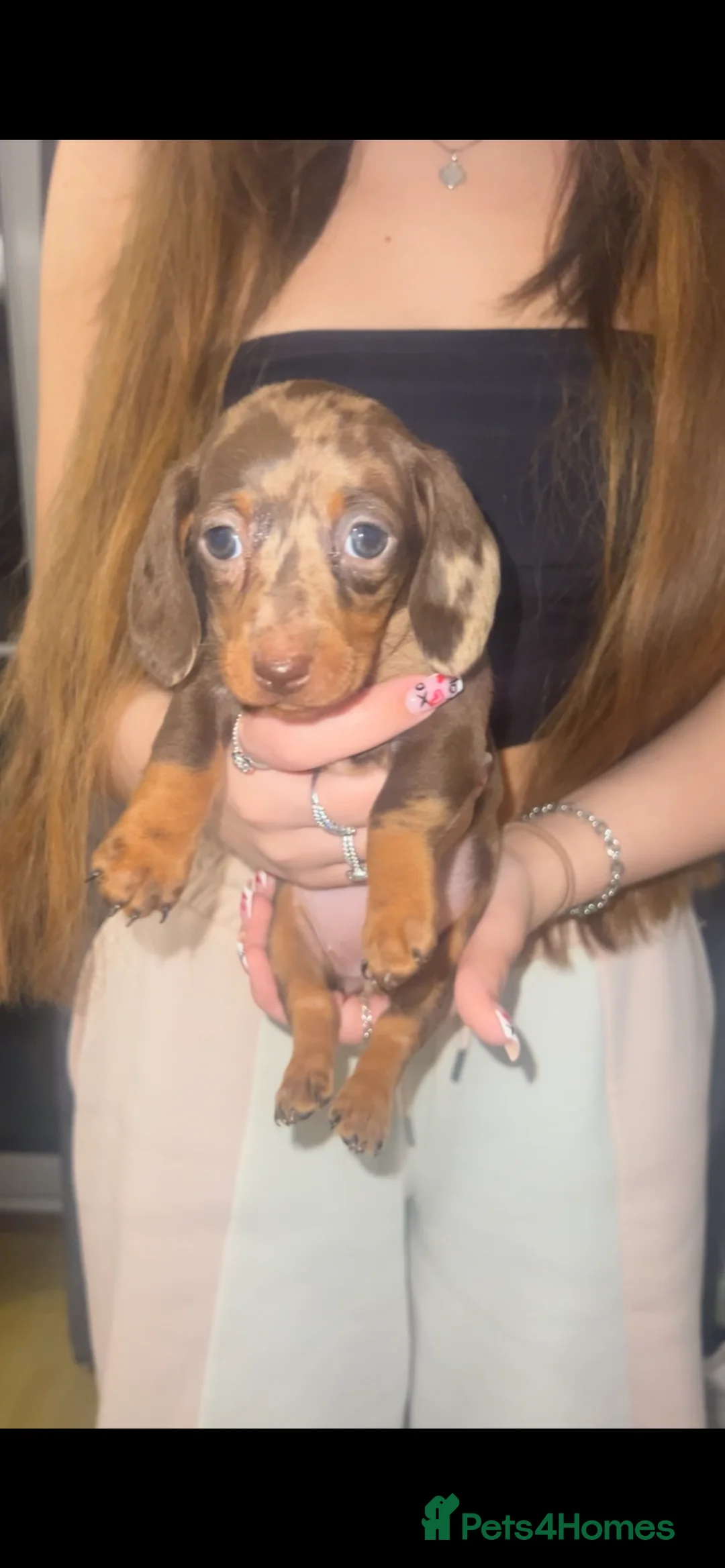 Miniature Dachshund dogs for sale: 5 stunning miniature dachshund puppies 🐾🏡 - Advert 5