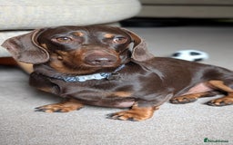 Dachshund dogs for sale: Dachshund  - Image 1