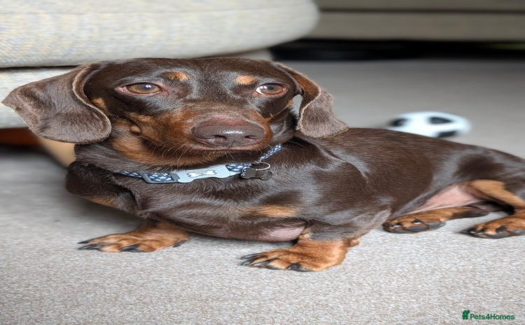 Dachshund dogs - Advert 12
