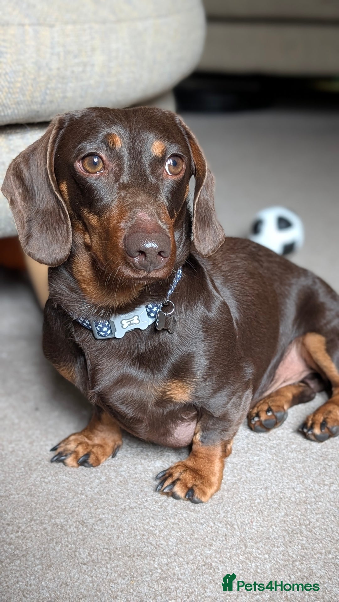 Dachshund dogs for sale: Dachshund  - Image 1