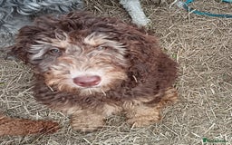 Labradoodle dogs for sale: 🌈The work has been done , choose your breeder 🌈 - Image 29