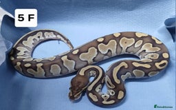Python Snake reptiles for sale: Royal Python Morph Hatchling's Female - Image 10