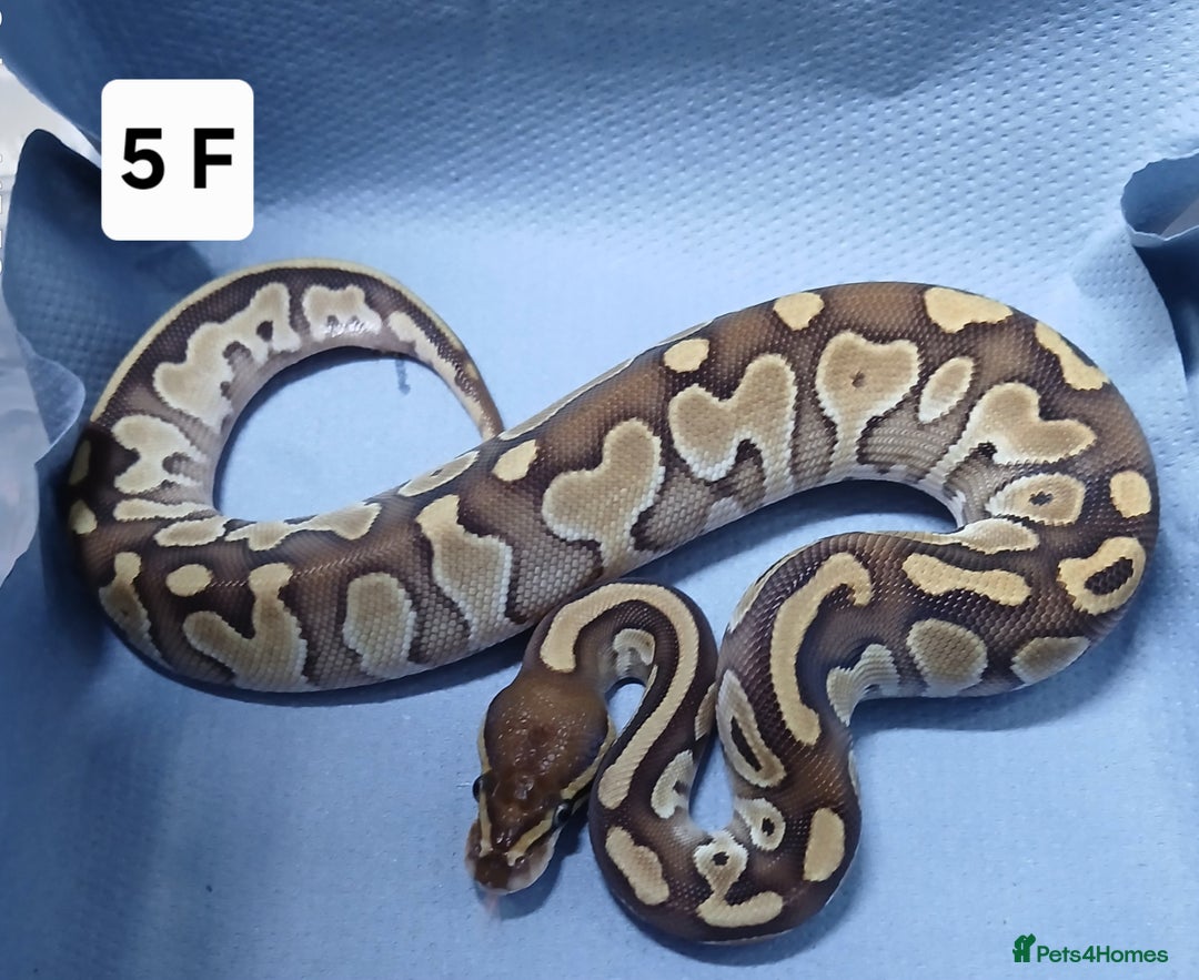 Python Snake reptiles for sale: Royal Python Morph Hatchling's Female - Image 10