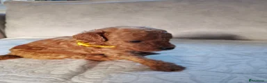 Toy Poodle 3