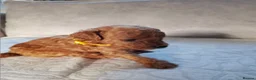 Toy Poodle dogs for sale: Tiny red toy poodles  - Advert 8
