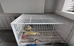 Conures birds for sale: Conures for sale with cage  - Image 1