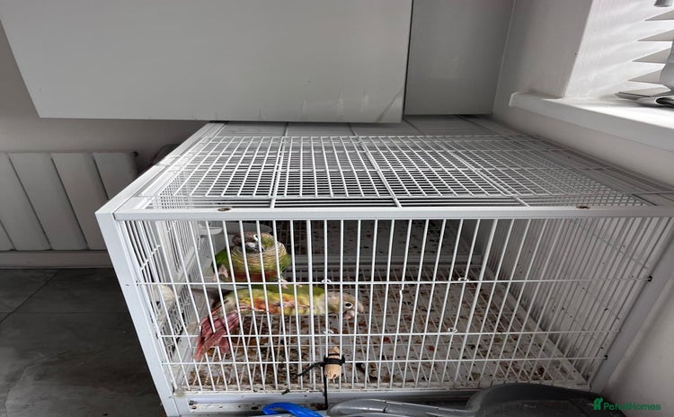 Conures birds - Advert 4