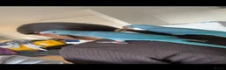 Ringnecks birds for sale: Hand reared indian ringneck babies - Advert 13