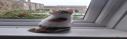 Domestic Shorthair cats for sale: 2 MALE AND 1 FEMALE 9 WEEK OLD KITTENS - Advert 8