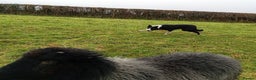 Border Collie dogs for sale: Sweet Border Collie Seeks Active Smallholdin - Advert 2
