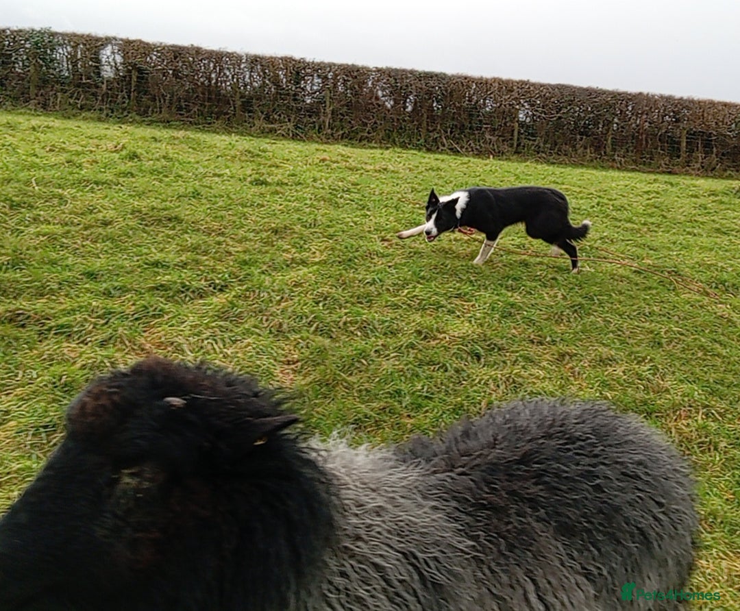 Border Collie dogs for sale: Sweet Border Collie Seeks Active Smallholdin - Advert 2