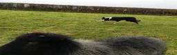 Border Collie dogs for sale: Sweet Border Collie Seeks Active Smallholdin - Advert 2