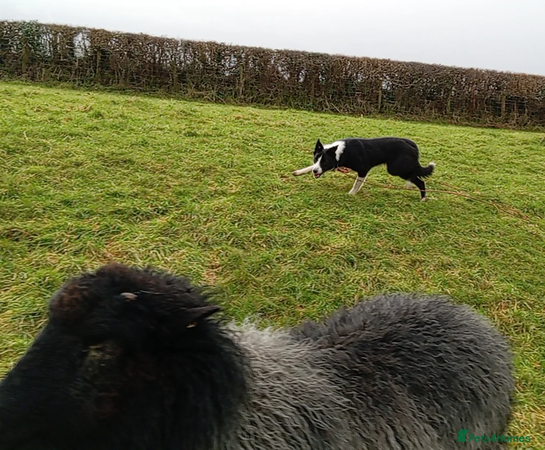 Border Collie dogs for sale: Sweet Border Collie Seeks Active Smallholdin - Advert 2