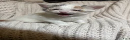 American Shorthair cats for sale: Cuddly Cute Kalic Kittens🐾 - Advert 6