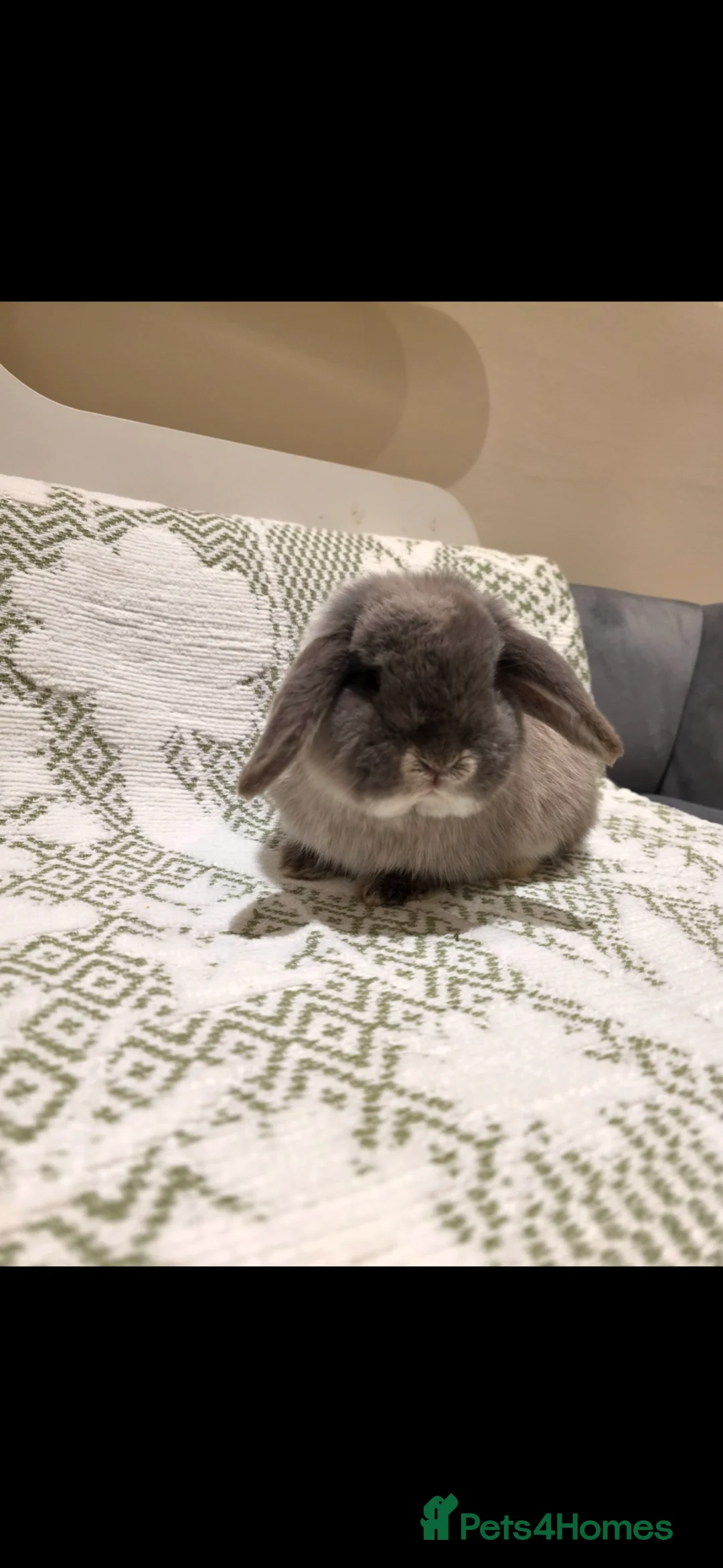 Mini Lop rabbits for sale: Mini lops looking for loving homes  in Hereford - Advert 2