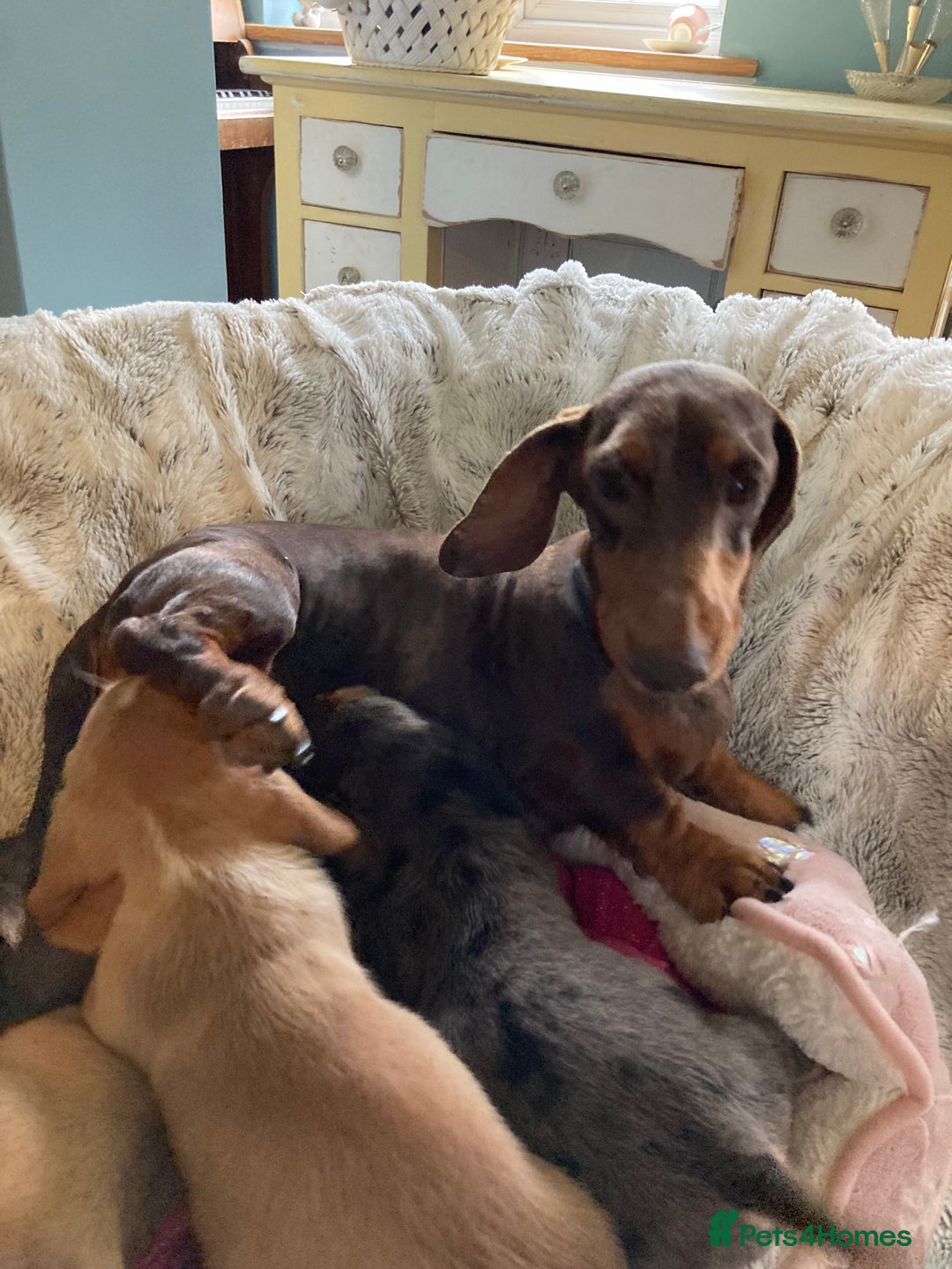 Mixed Breed dogs for sale: Dachshund x basset hound  - Image 2