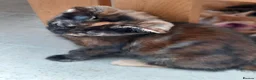 Mixed Breed cats for sale: Very pretty tortie kitten - Advert 5