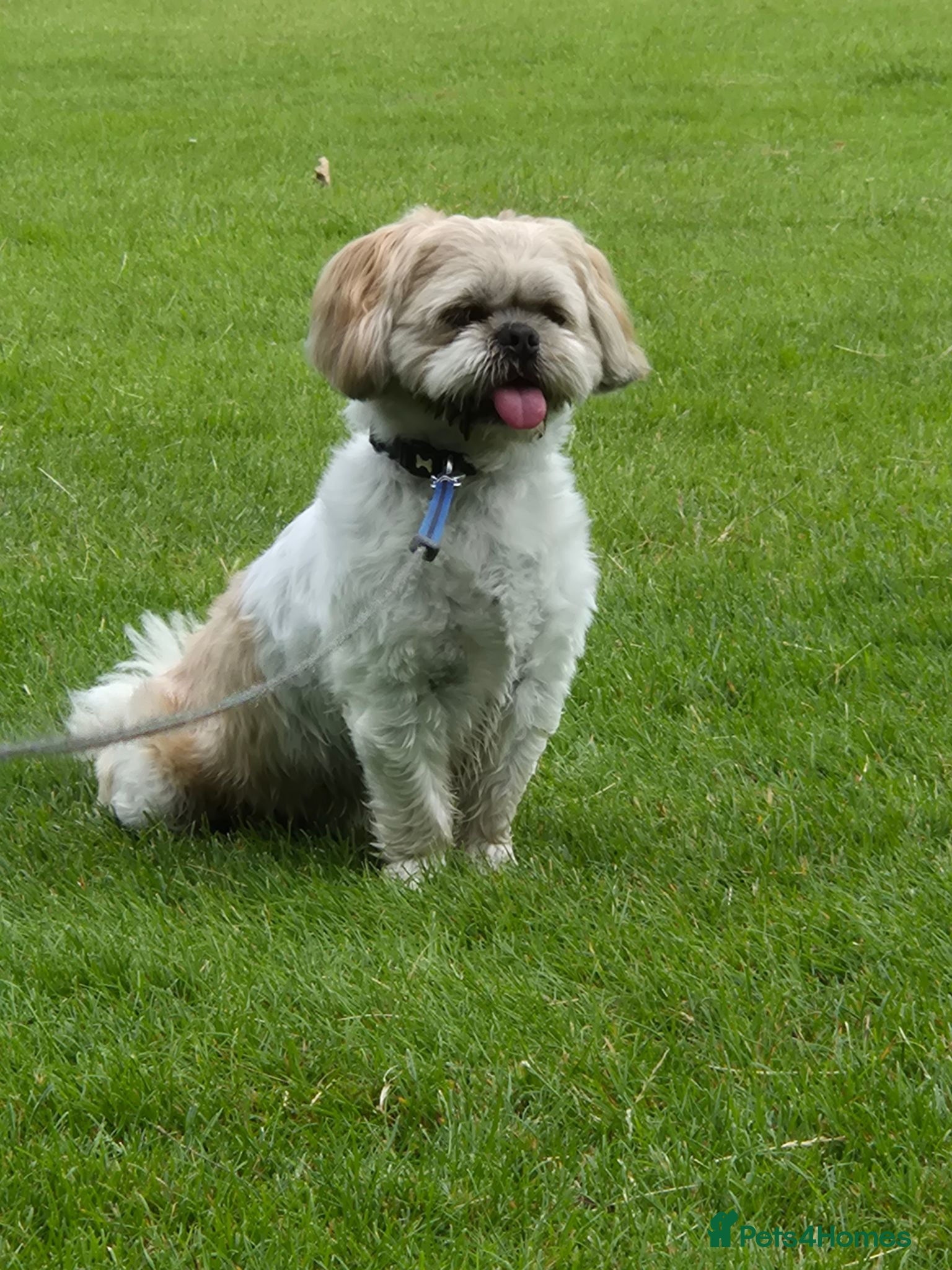 Shih Tzu dogs Dog for sale - Advert 1