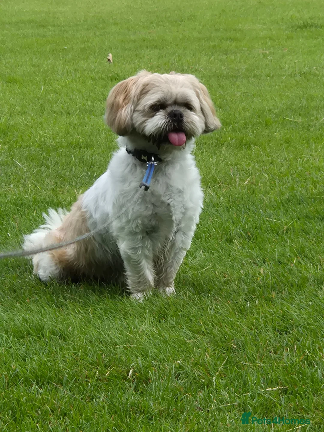 Shih Tzu dogs for sale: Dog for sale in Wisbech - Advert 1