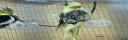 Mixed Breed birds for sale: Cockatiels, kakarikis & budgies  - Advert 11