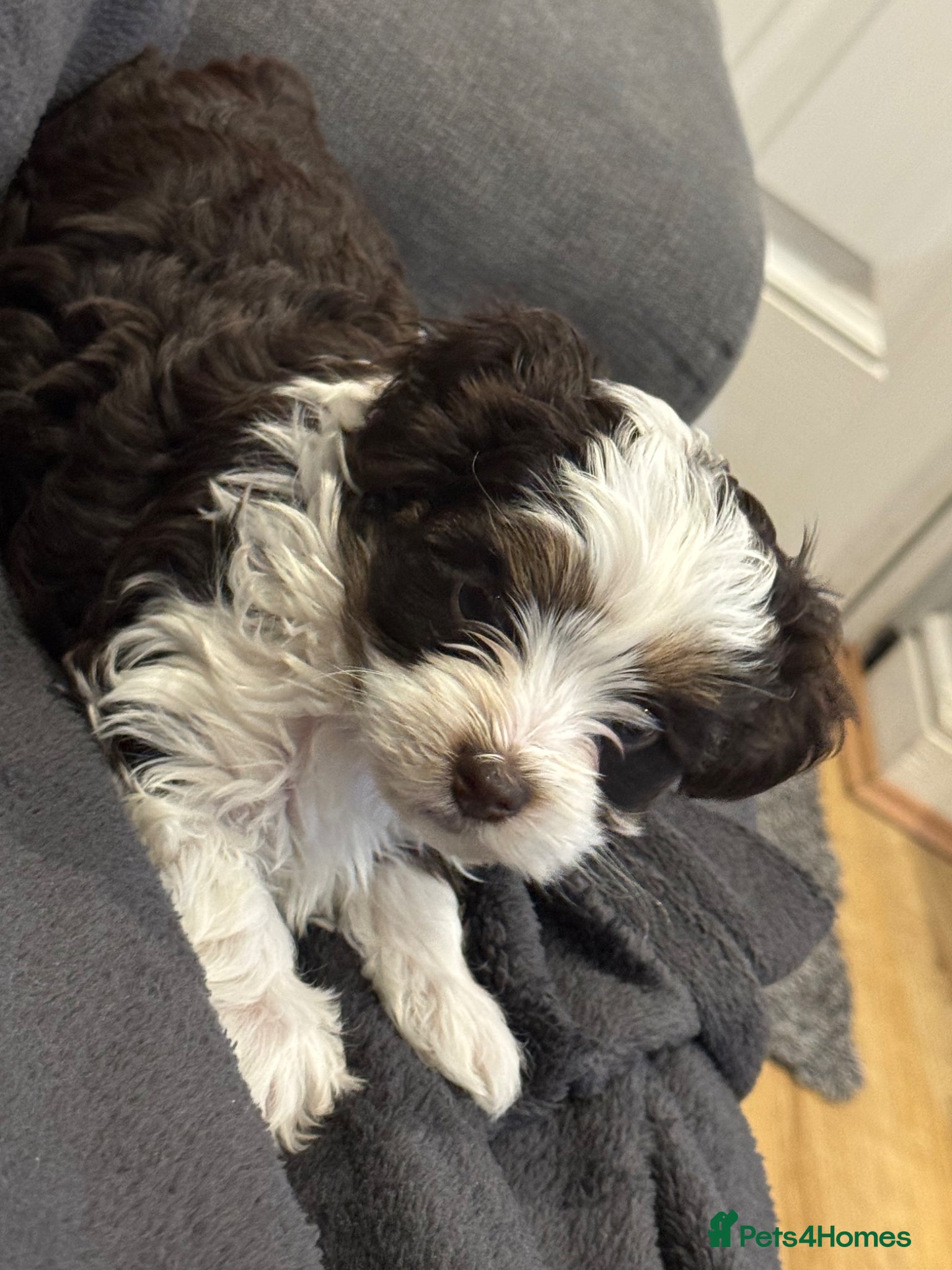 Yorkshire Terrier dogs Fluffy Little Princess Ready for HerForever Family - Advert 1