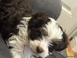 Yorkshire Terrier dogs Fluffy Little Princess Ready for HerForever Family - Advert 1