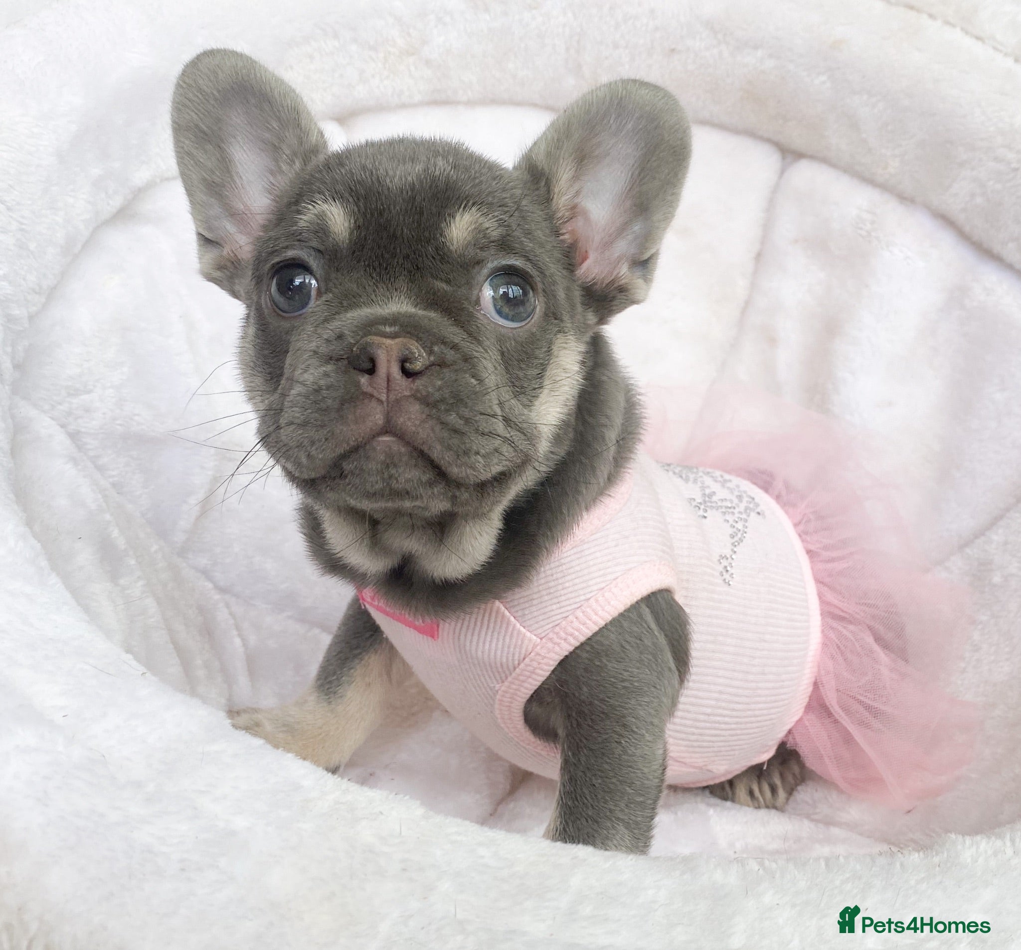 French Bulldog dogs READY NOW! 1 GIRL LEFT. BLUE & TAN FRENCH BULLDOG - Advert 1
