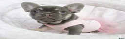 French Bulldog dogs for sale: READY NOW! 1 GIRL LEFT. BLUE & TAN FRENCH BULLDOG - Advert 1