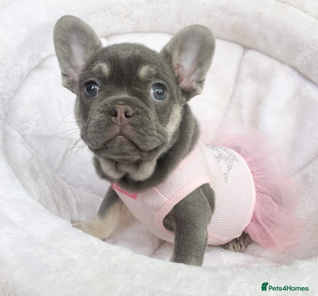 French Bulldog dogs for sale: READY NOW! 1 GIRL LEFT. BLUE & TAN FRENCH BULLDOG - Advert 1