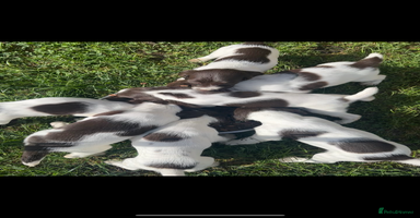 English Springer Spaniel dogs - Advert 7