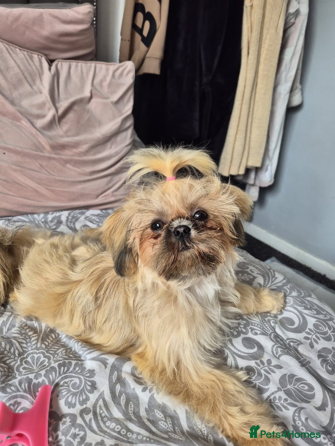 Shih Tzu dogs for sale: Imperial Shi tzu full pedigree puppy  - Image 8