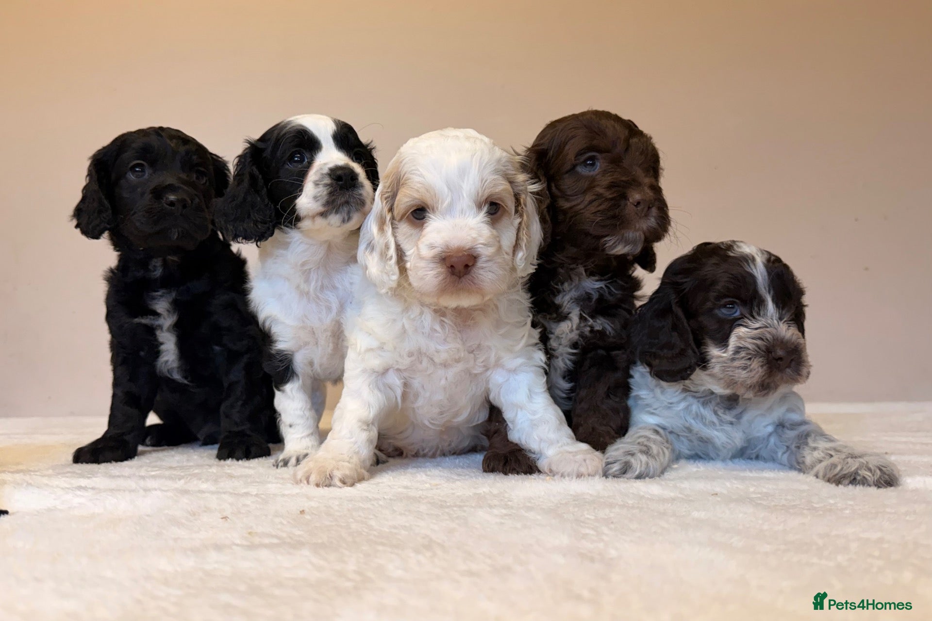 Cockapoo dogs Coloured Cockapoo Puppies - Advert 1