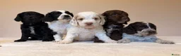 Cockapoo dogs for sale: Coloured Cockapoo Puppies - Advert 1
