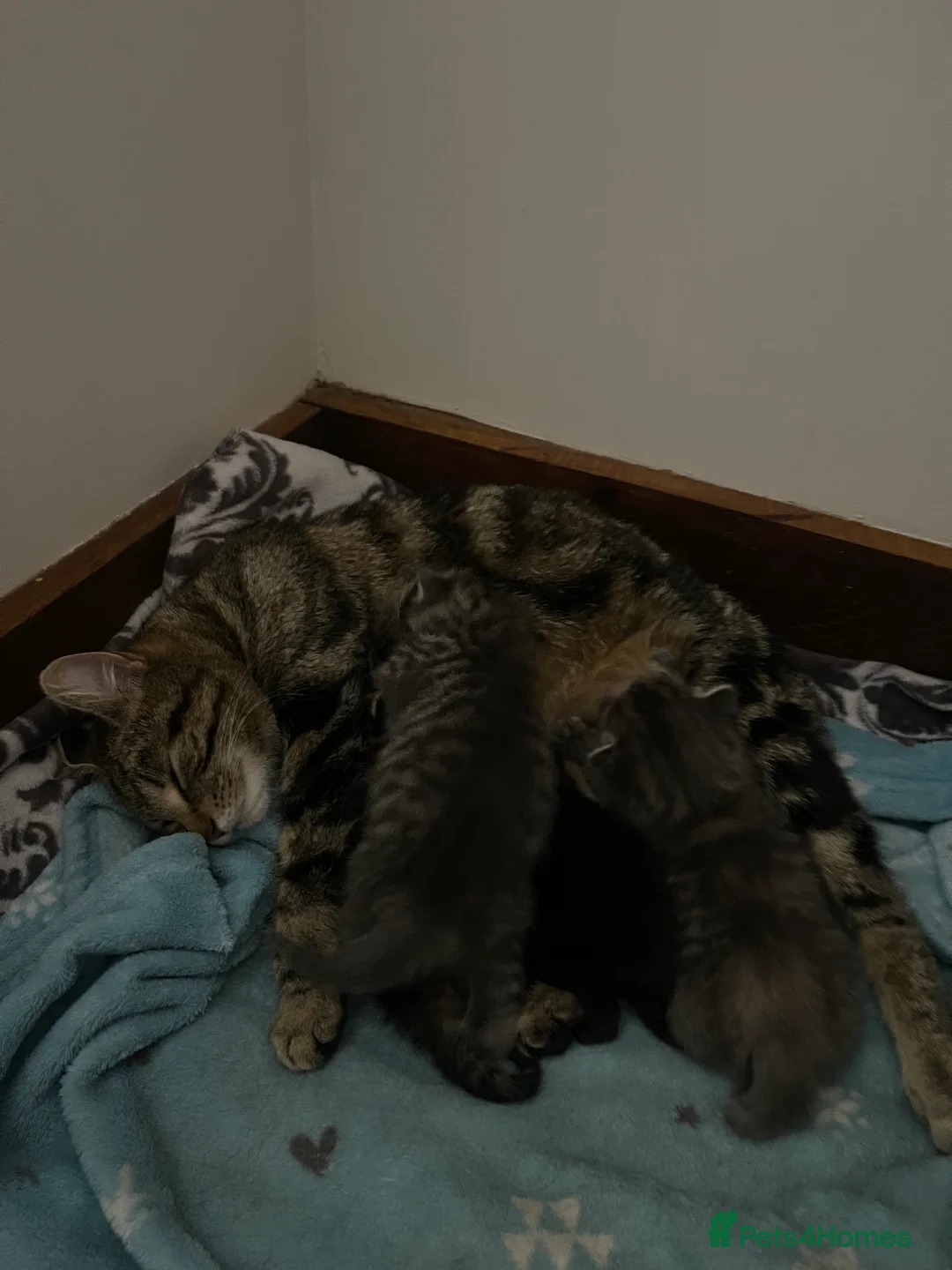 Mixed Breed cats for sale: 🐾 5 Gorgeous, Playful Kittens 🐾 - Advert 2