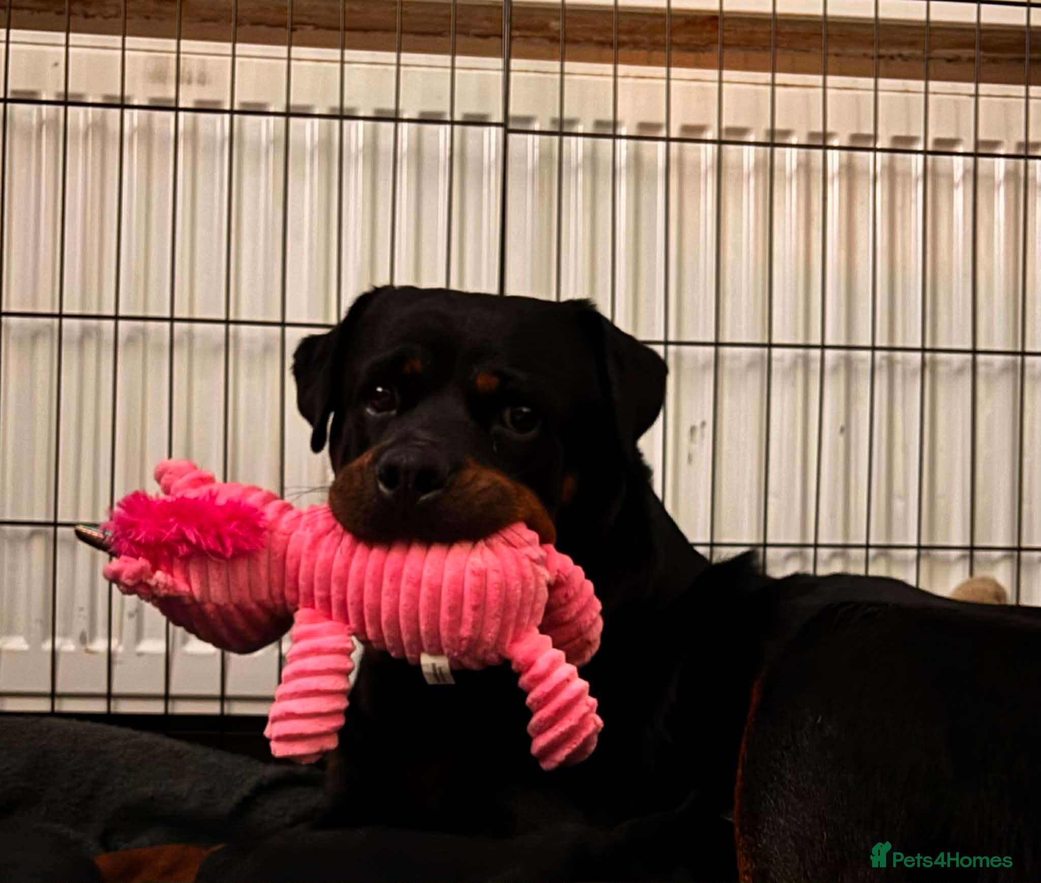 Mixed Breed dogs 5 lovely rotties x bully puppies - Advert 1