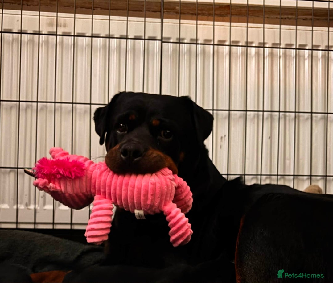 Mixed Breed dogs for sale: 5 lovely rotties x bully puppies - Advert 1