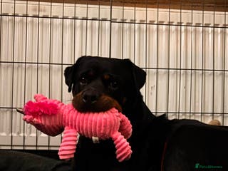 Mixed Breed dogs 5 lovely rotties x bully puppies - Advert 11