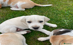 Beagle dogs for sale: Lenny the Lemon Beagle  - Image 23