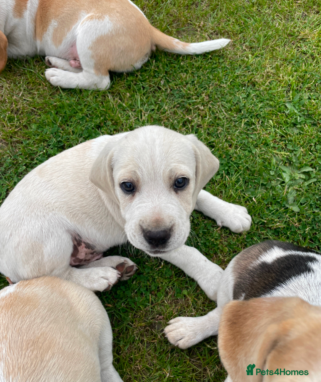 Beagle dogs for sale: Lenny the Lemon Beagle  - Image 23