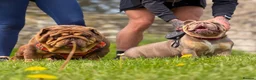 English Bulldog dogs for sale: KC Registered English Bulldog Puppies in Glasgow - Advert 14