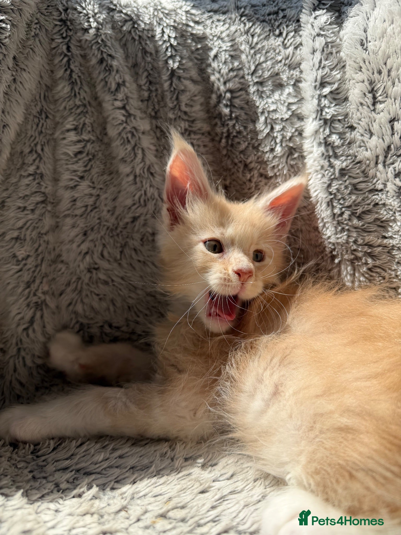Maine Coon cats Unique bloodlines Pure Maine Coon Kittens - Advert 3