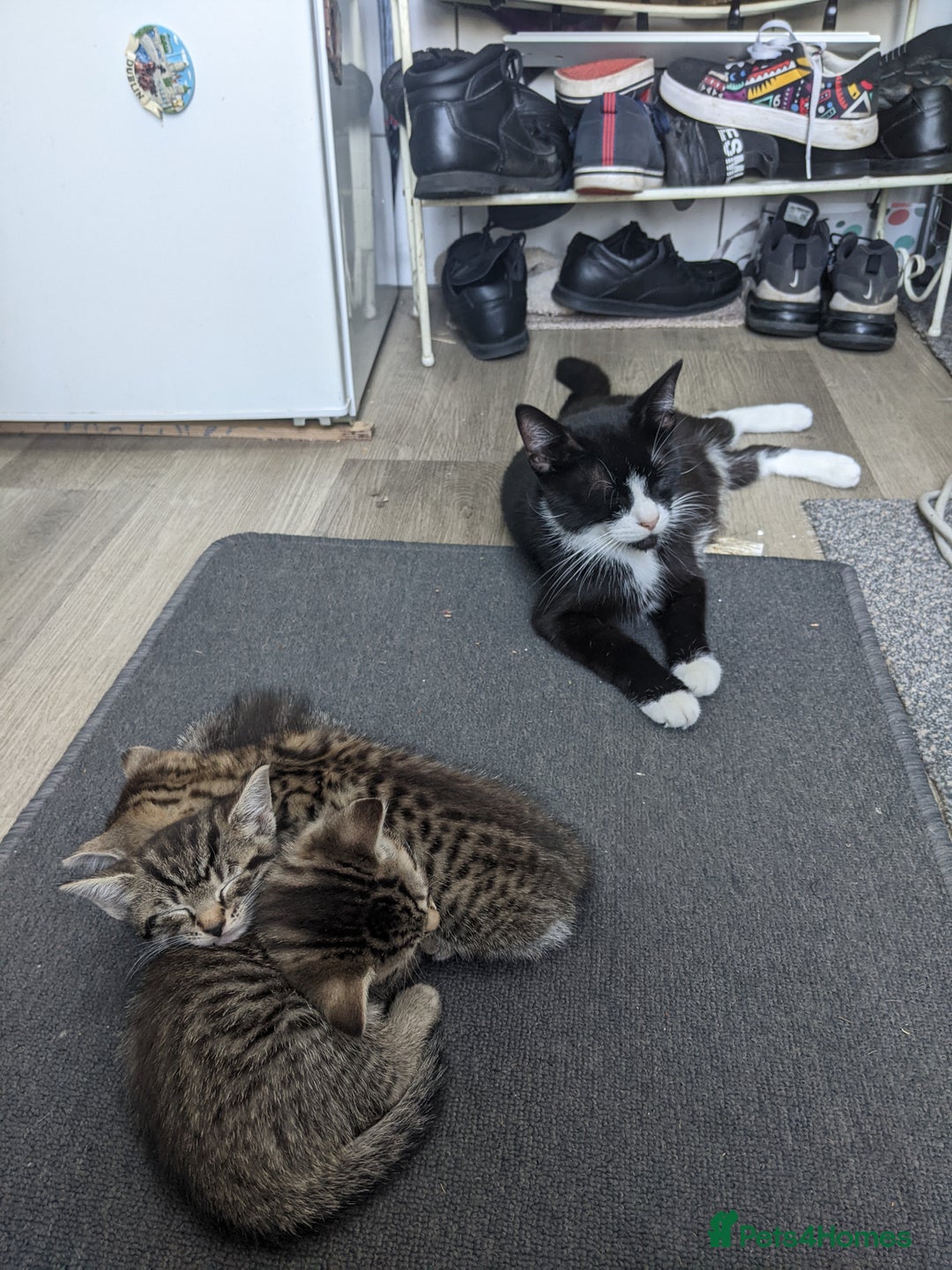 Mixed Breed cats for sale: Bigger kittens for rehoming - Image 10