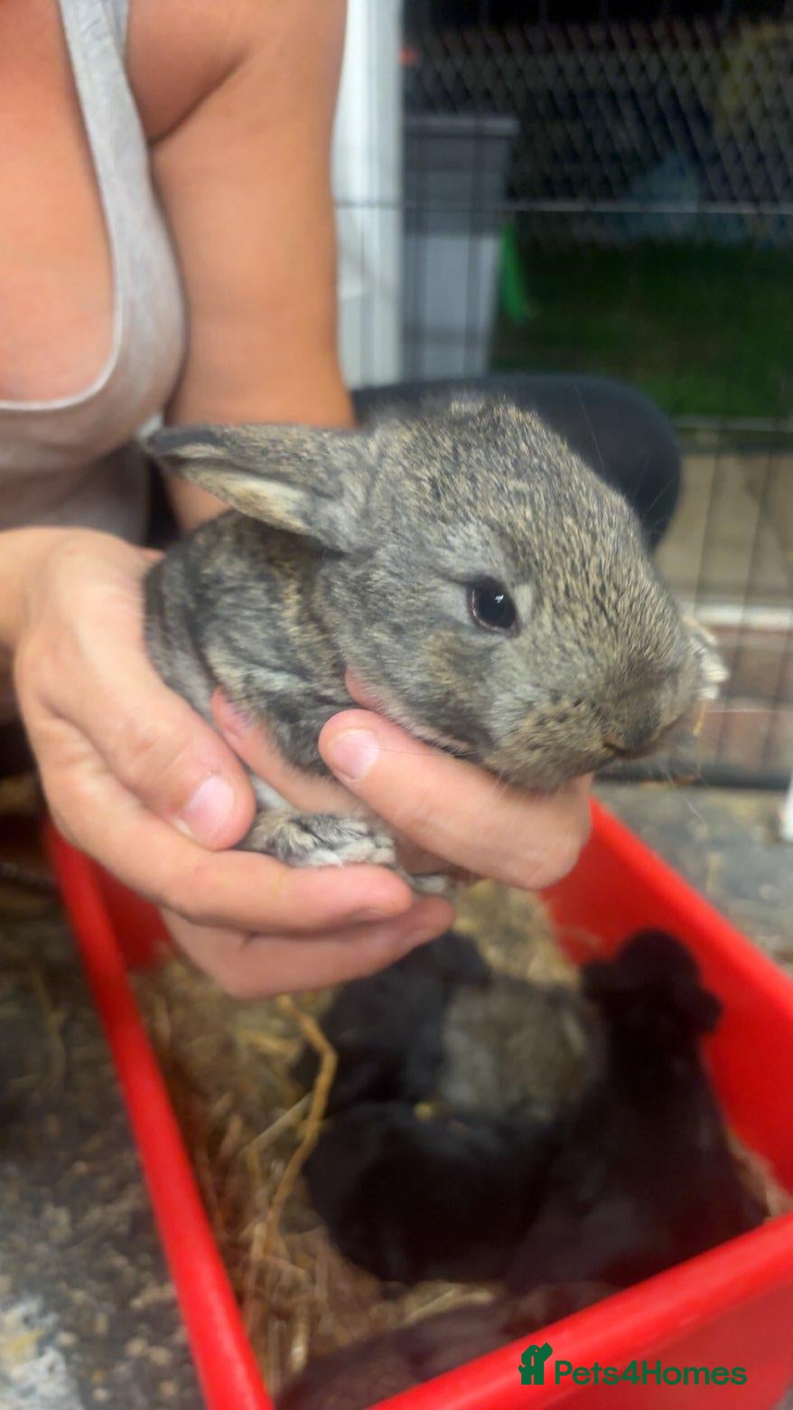 Flemish rabbits Beautiful flemish giants  - Advert 1