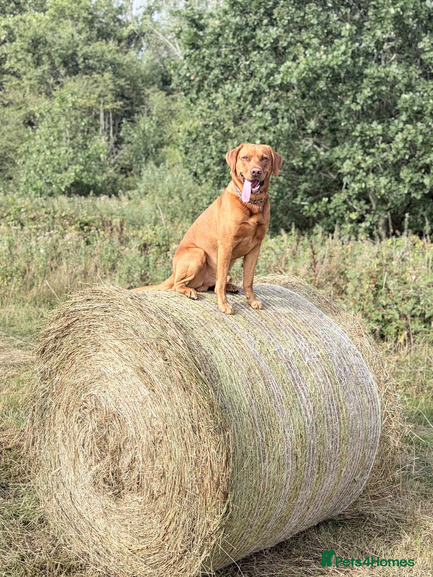 Labrador Retriever dogs Fox Red Labrador Retriever Stud – Bailey - Advert 8